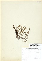 藏品(絨毛石葦)的圖片